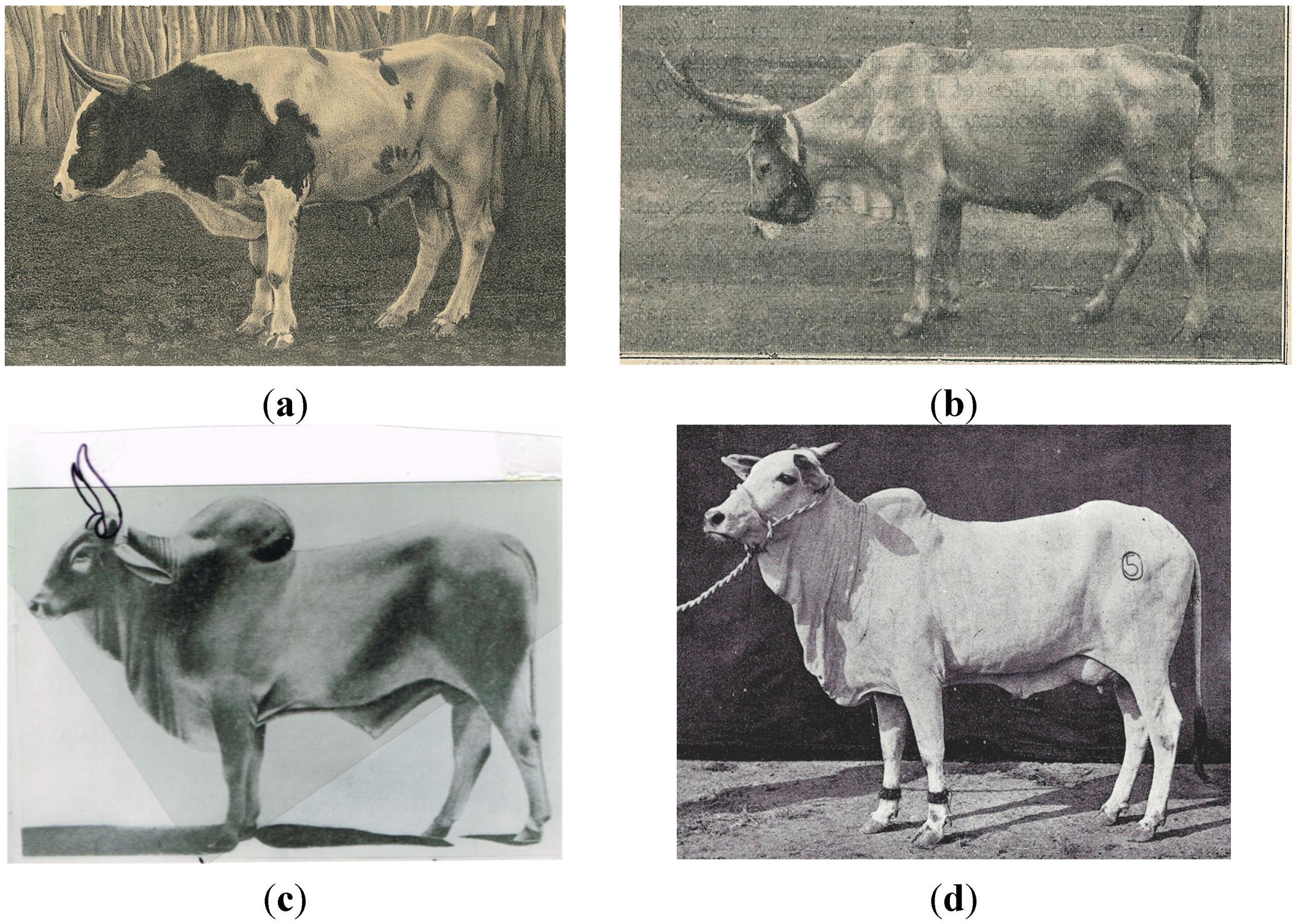 Diversity | Free Full-Text | On the History of Cattle Genetic ...