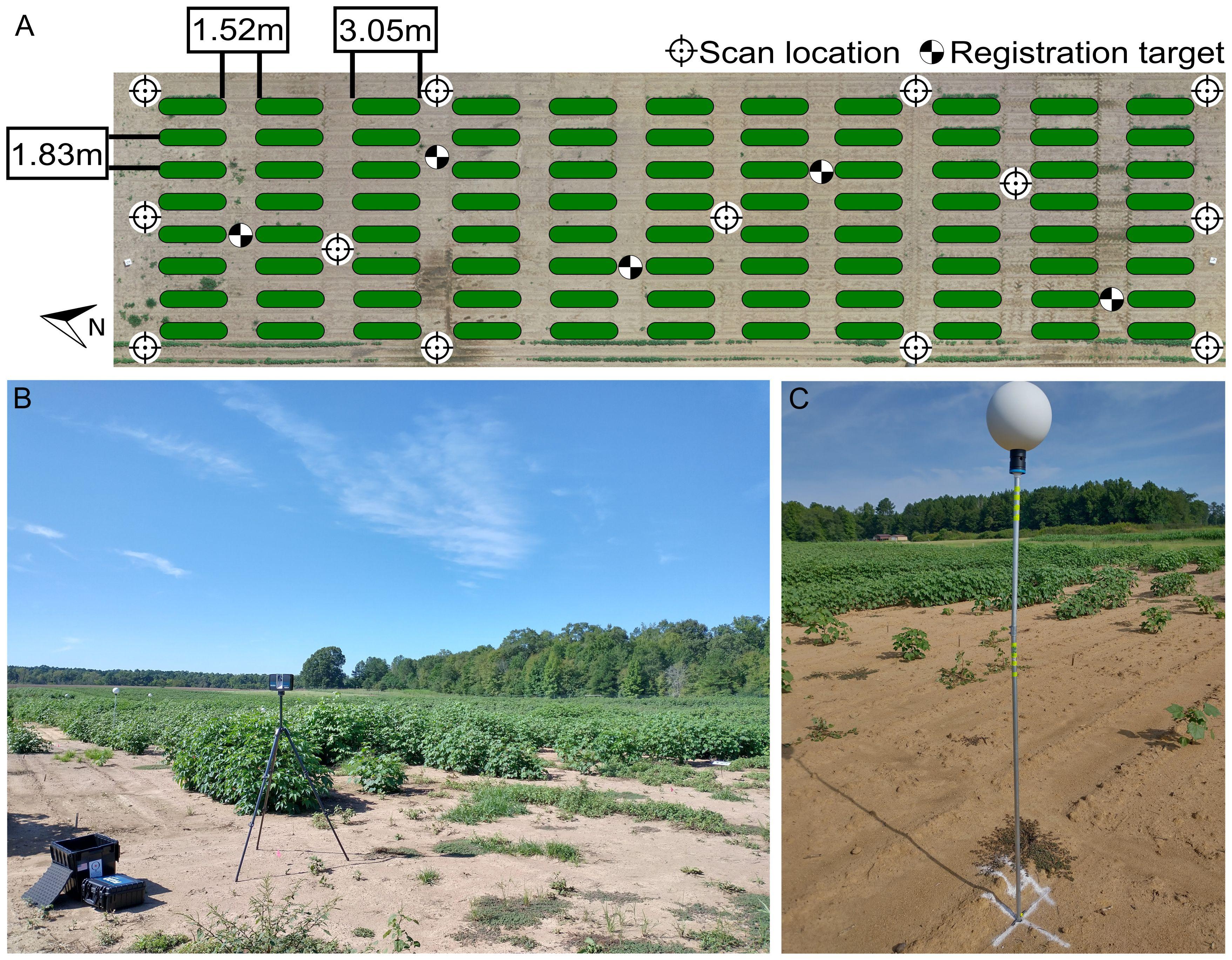 Frontiers | Cotton morphological traits tracking through ...